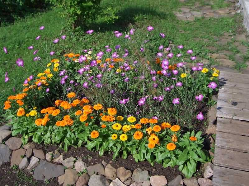 Когда сажать семена календулы в открытый грунт 39